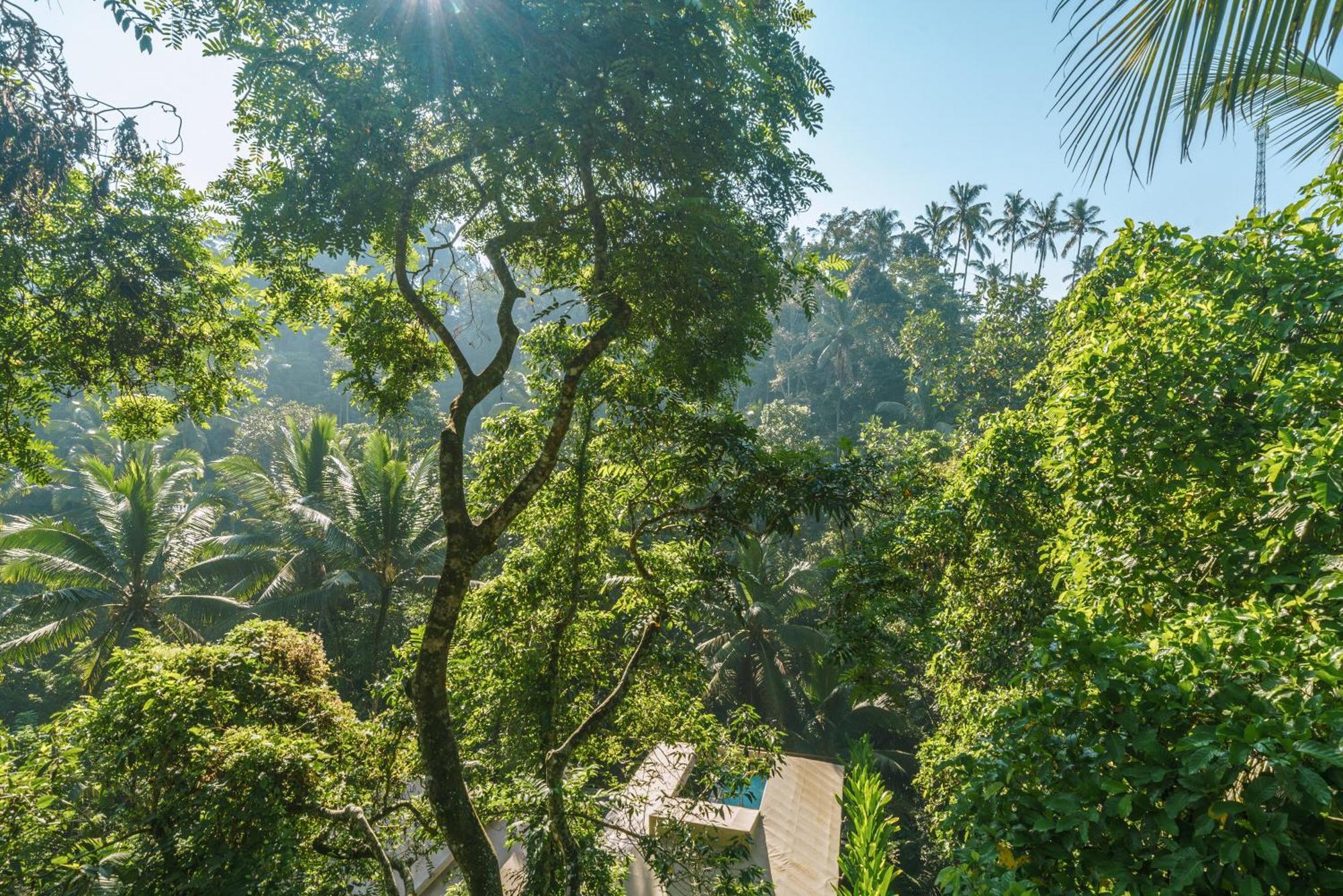 K Club Ubud Phòng bức ảnh